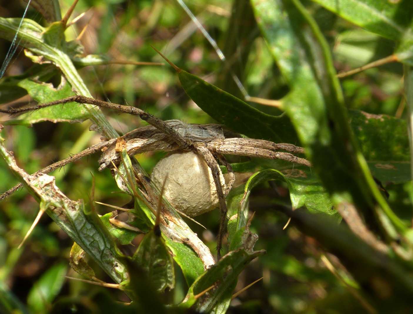 Pisaura sp.: carrellata di nidi - Tolfa (RM)